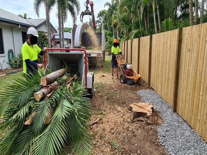 Diseased Tree Removal Cairns Qld