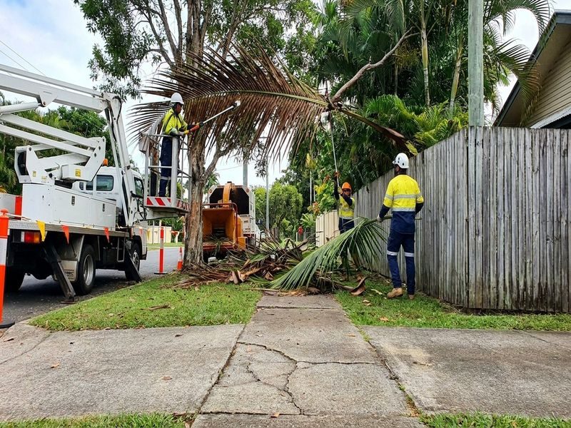 Arborist Tree Health Cairns Qld