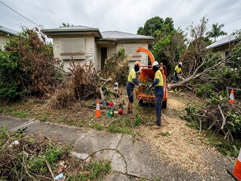 Specialist Access Complex Tree Cairns Qld