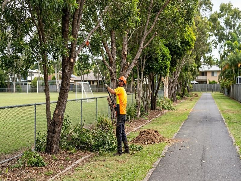 Arborist Tree Health Cooya Beach Qld