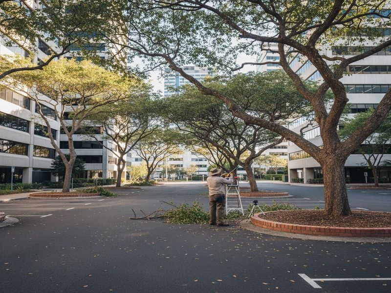 Pre Purchase Arborist Advice Cairns Qld