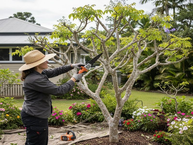 Disease Management Recommendations Cairns Qld