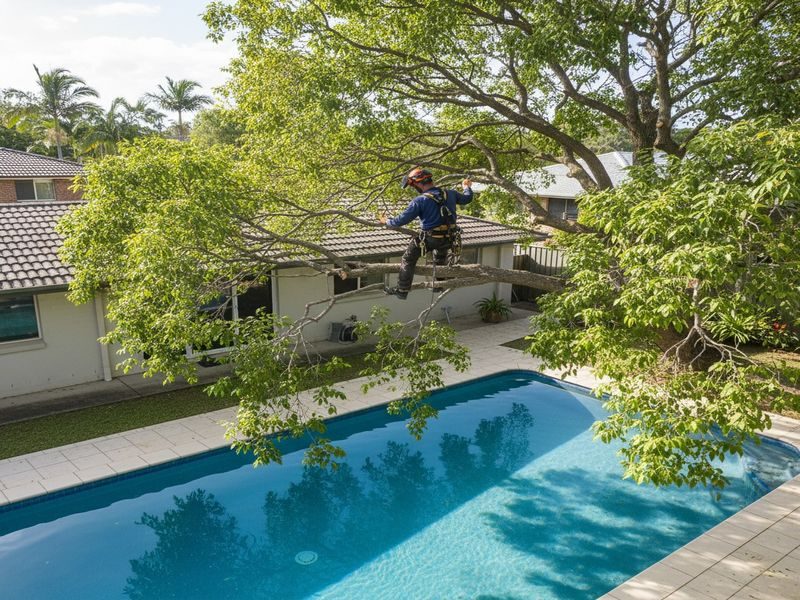 Leaning Tree Risk Assessment Cairns Qld