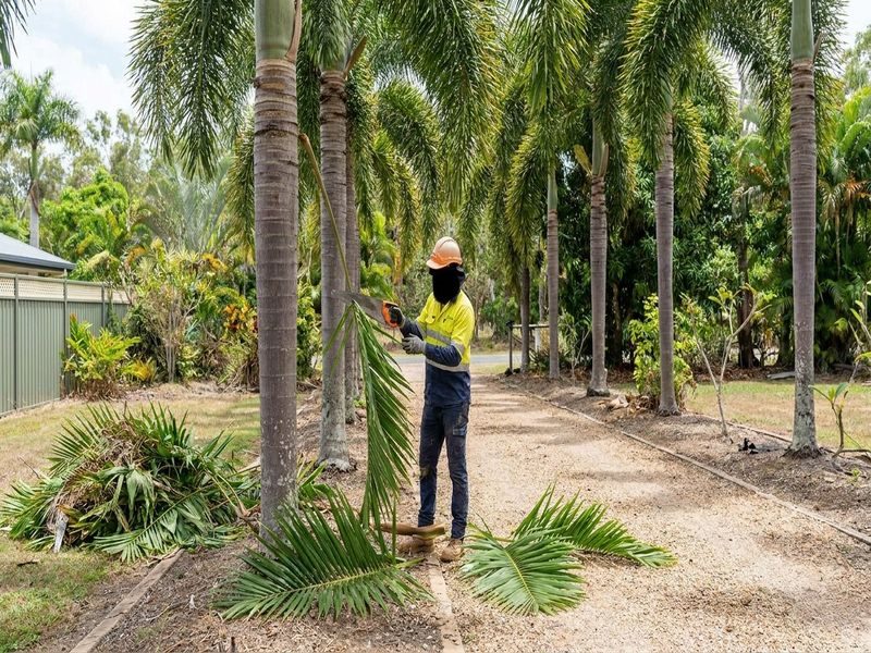 Palm Cleaning Cairns Qld