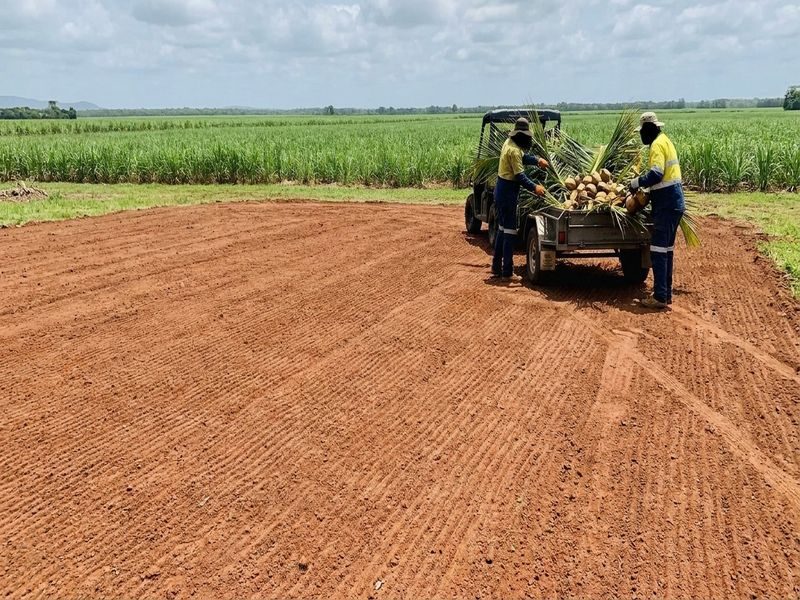 Cairns Qld Coconut Tree Removal With