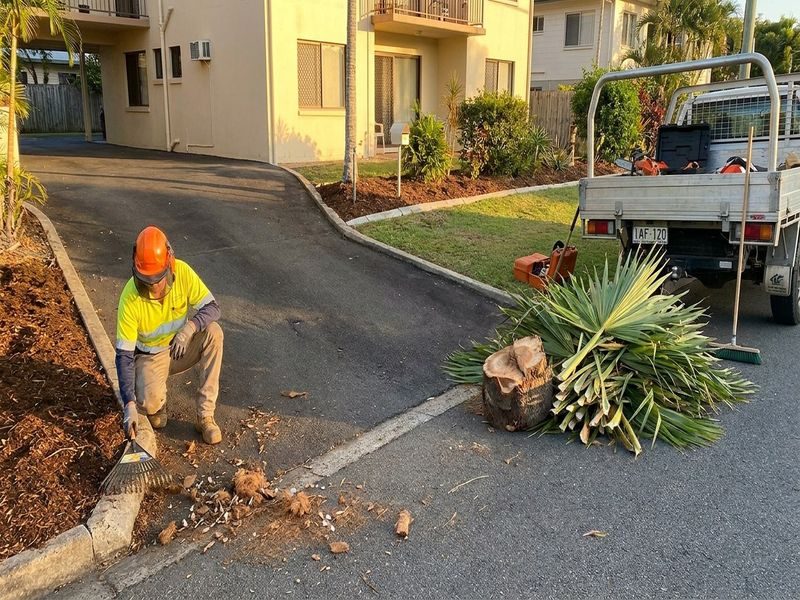 Coconut Tree Removal With Cairns Qld