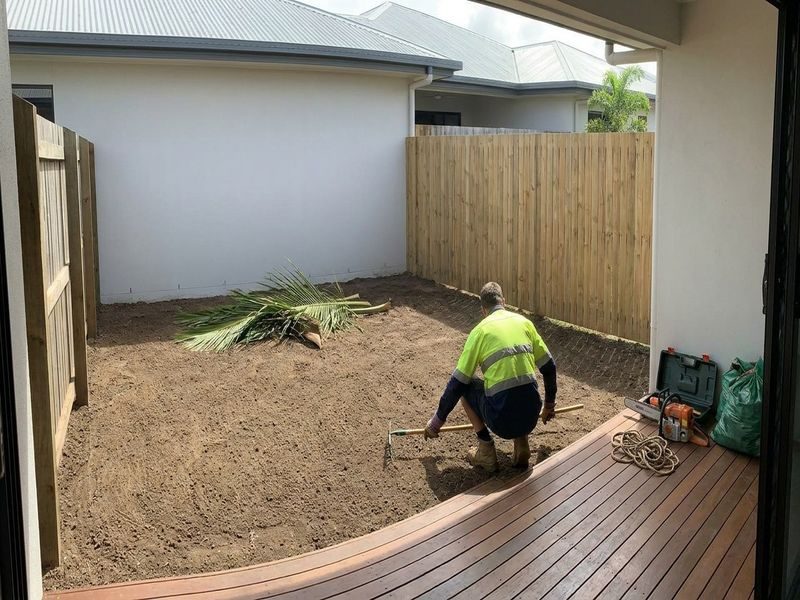 Tall Coconut Tree Removal Cairns Qld