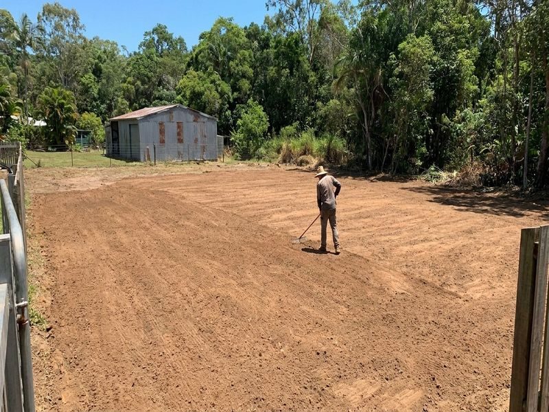 Dead Palm Removal Near Cairns Qld