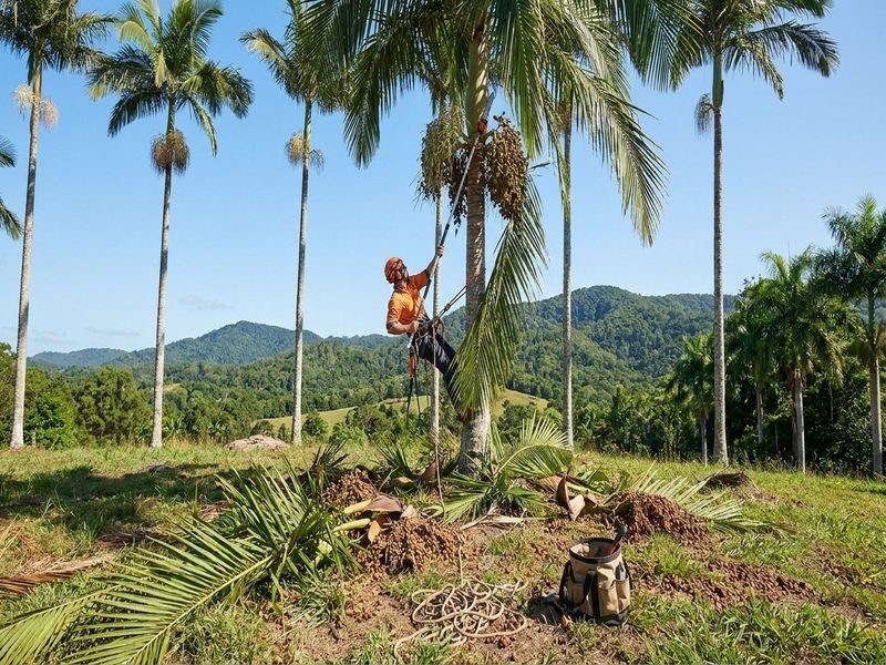 Scheduled Palm De Seeding Cairns Qld