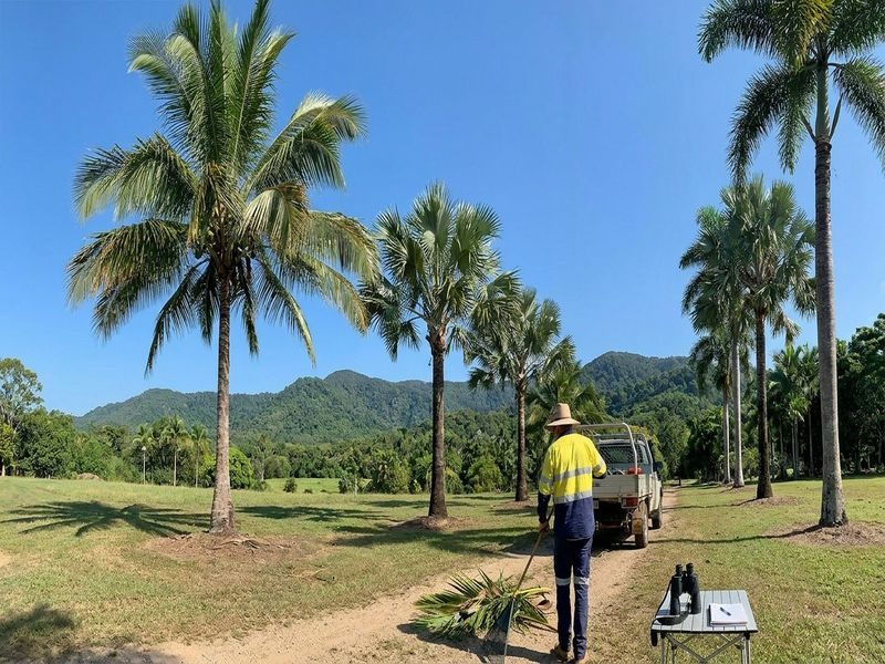 Palm Height Management Cairns Qld