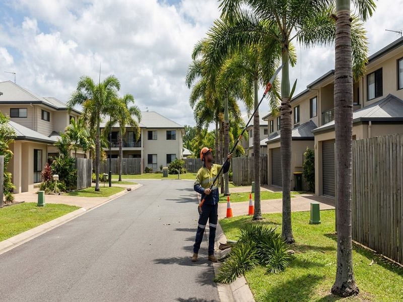 Palm Height Reduction Commercial Cairns Qld