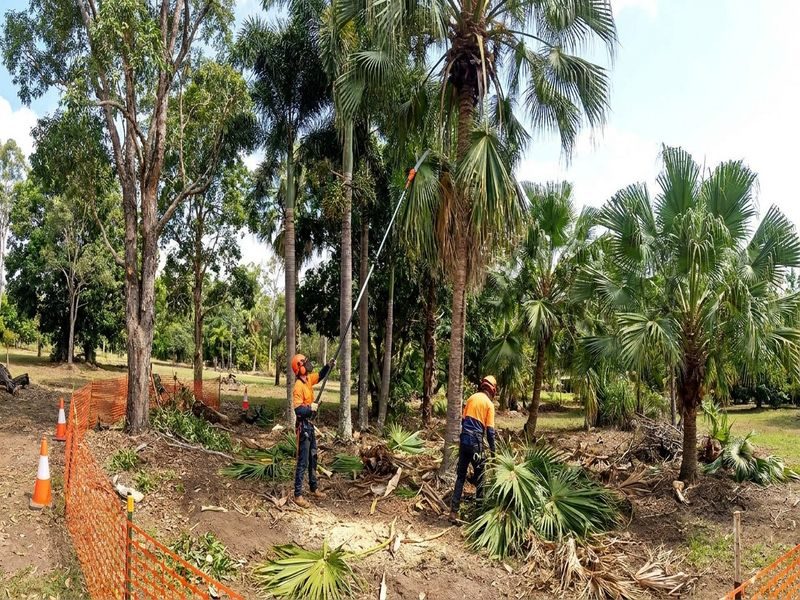 Palm Height Reduction Debris Cairns Qld