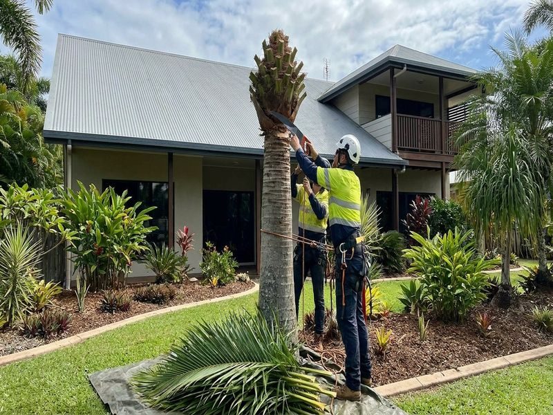 Palm Height Reduction Near Cairns Qld