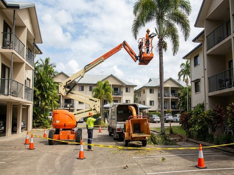 Palm Height Reduction Resorts Cairns Qld