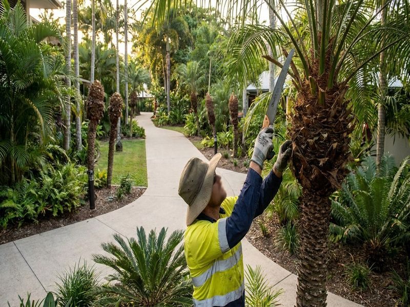 Palm Height Reduction With Cairns Qld