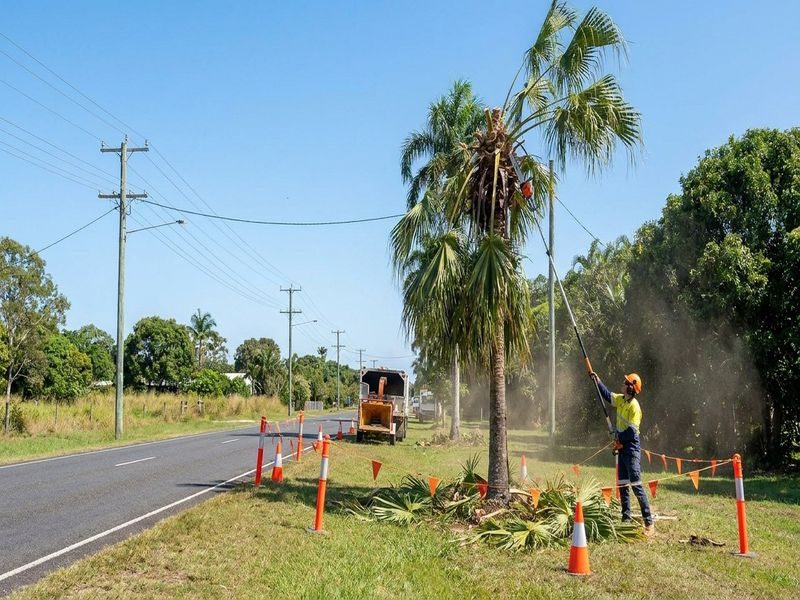 Qld Cairns Palm Height Reduction Near