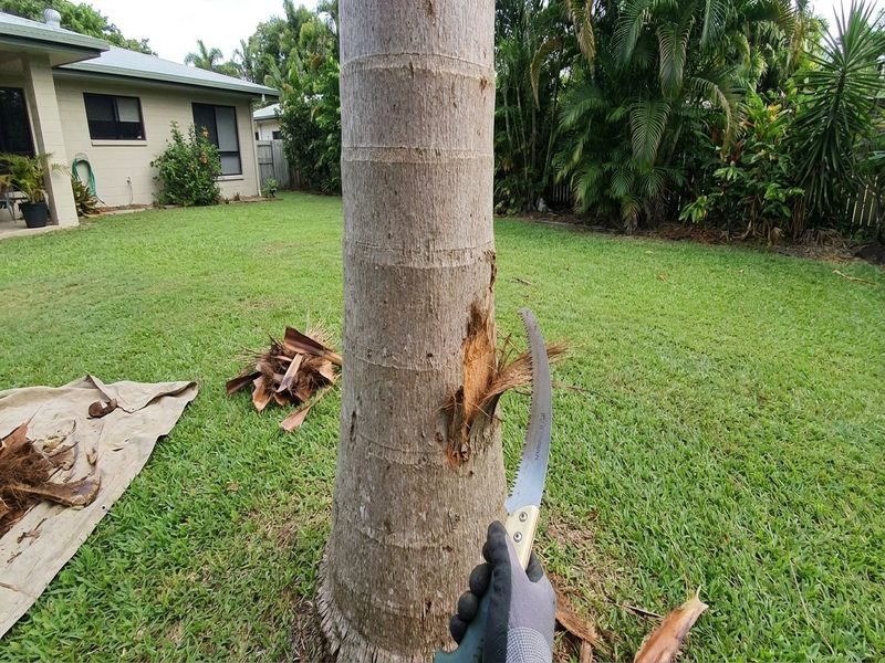 Low Frond Removal Cairns Qld