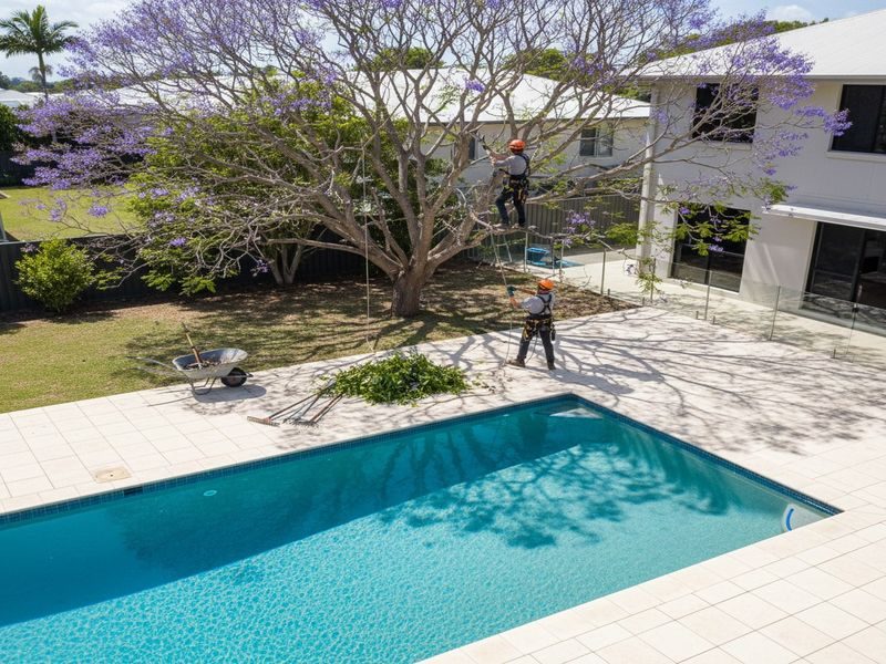 Tree Pruning Pool Sunlight Cairns Qld