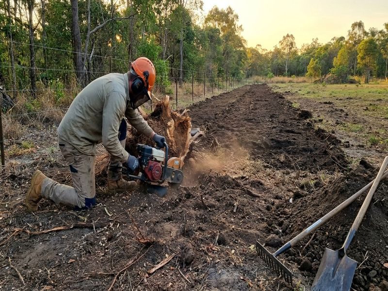 Cairns Qld Multiple Palm Stump Grinding
