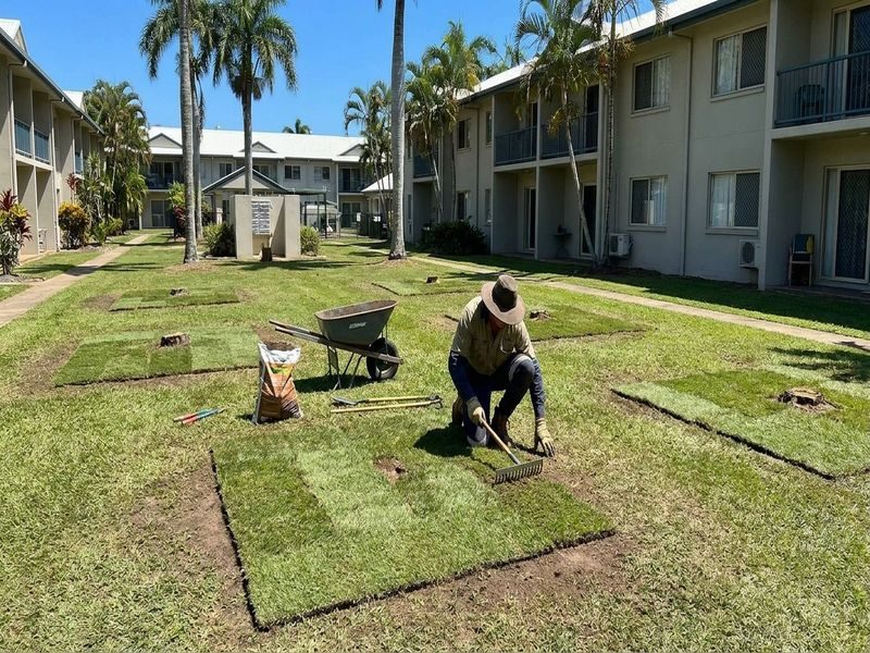 Palm Stump Grinding Replanting Cairns Qld
