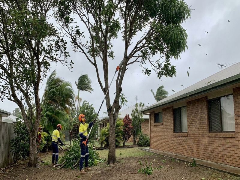 Canopy Reduction Better Light Cairns Qld
