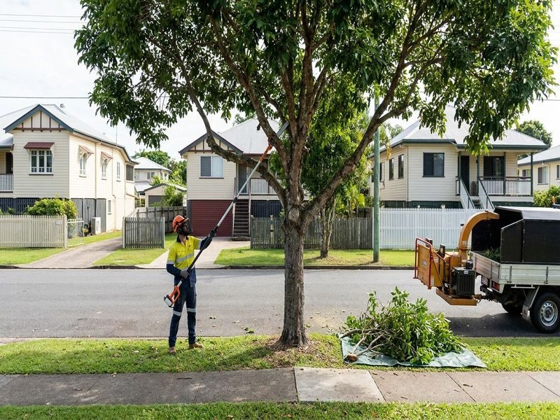 Canopy Reduction Mature Trees Cairns Qld