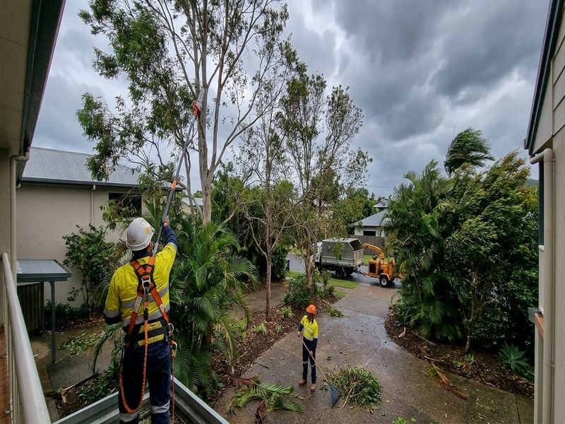 Canopy Reduction Near Buildings Cairns Qld