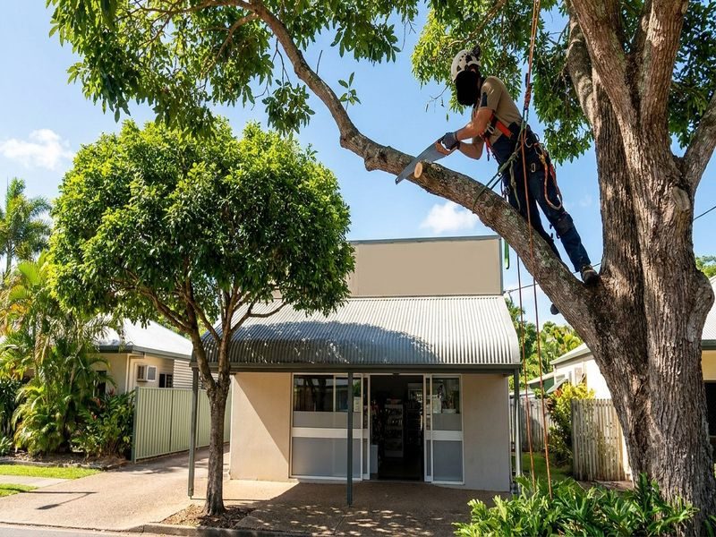 Canopy Reduction Near Roads Cairns Qld