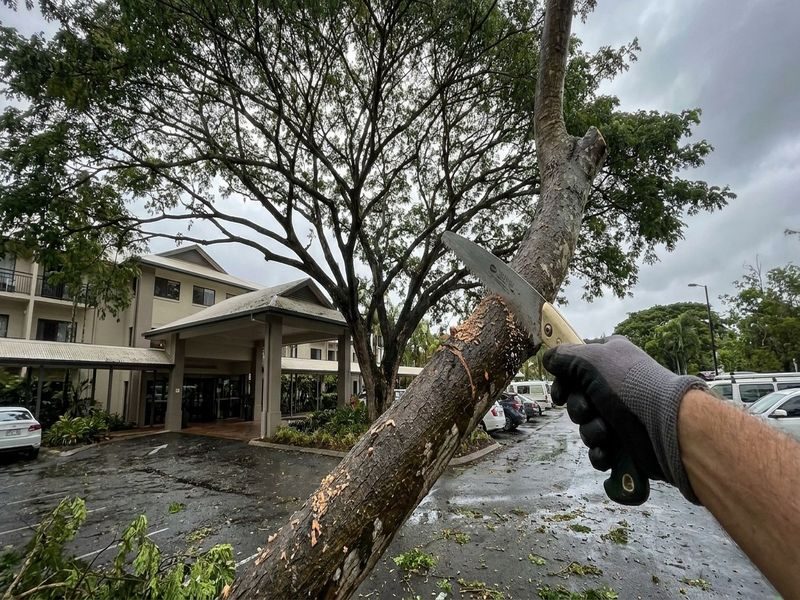 Canopy Reduction Storm Resilience Cairns Qld