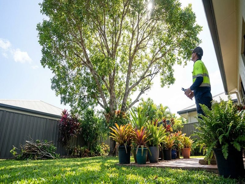 Canopy Thinning Tree Health Cairns Qld
