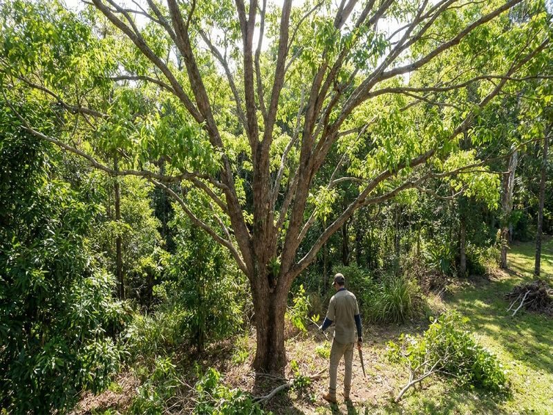 Canopy Thinning Tropical Trees Cairns Qld