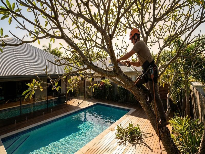 Dense Crown Thinning Cairns Qld
