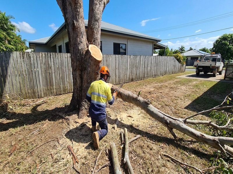 Deadwood Removal Over Roofs Cairns Qld