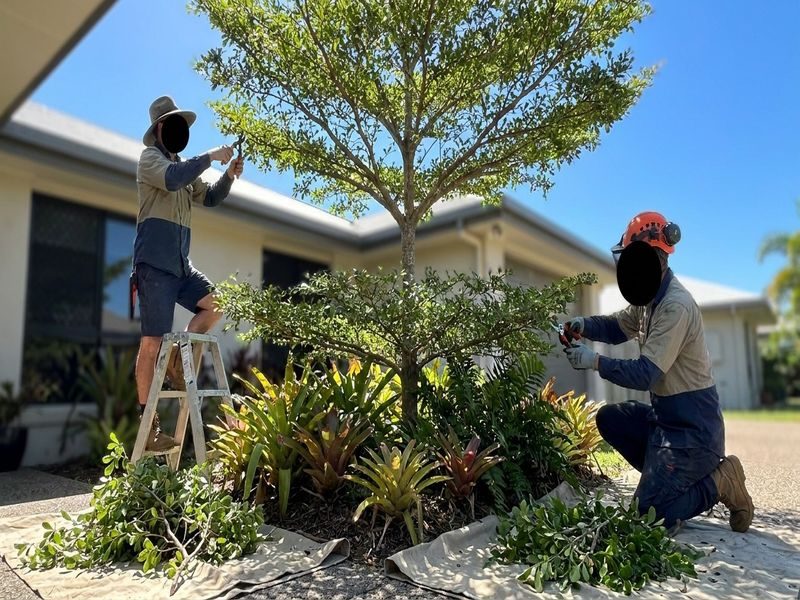 Ongoing Young Tree Pruning Cairns Qld