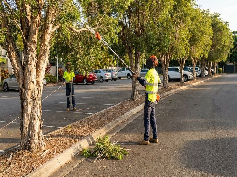 Tree Lopping Near Roofs Cairns Qld