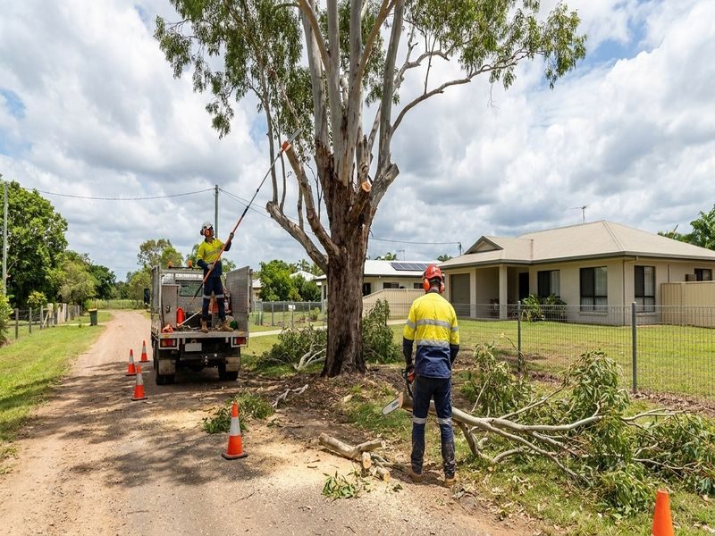 Seasonal Tree Pruning Cairns Qld