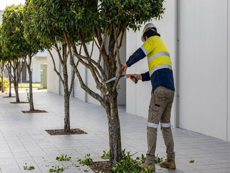 Tropical Tree Pruning Cairns Qld