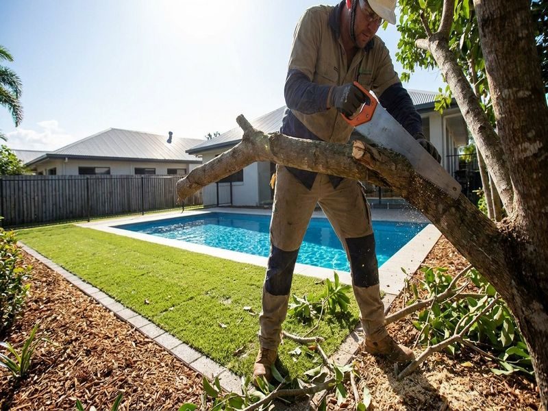 Split Trunk Tree Removal Cairns Qld