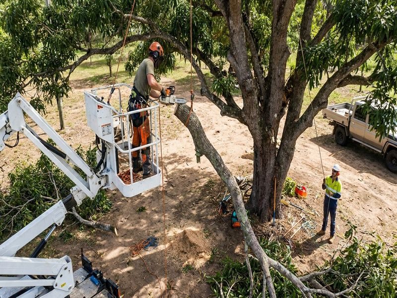 Tree Removal Near Occupied Cairns Qld