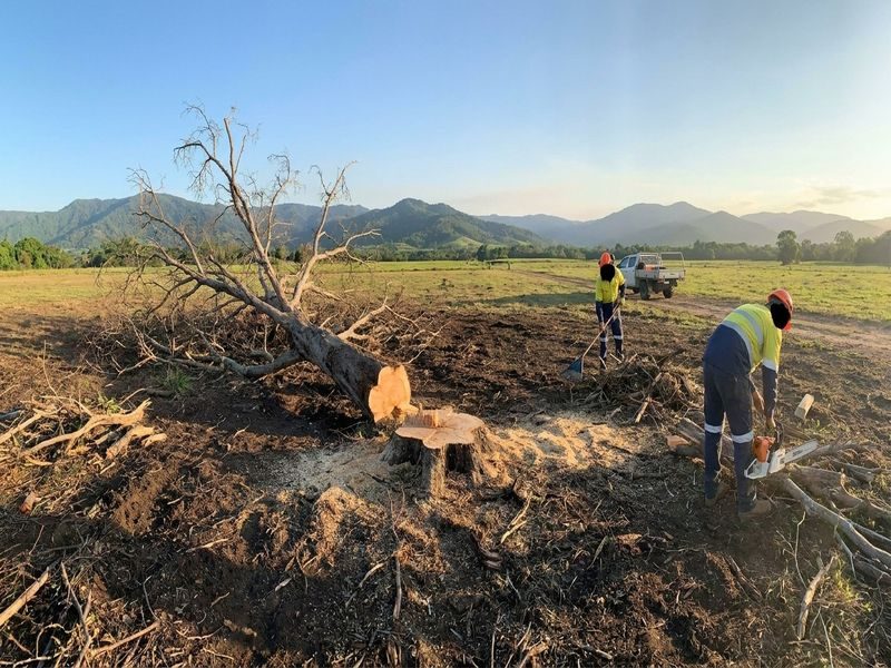 Dead Tree Removal Near Cairns Qld
