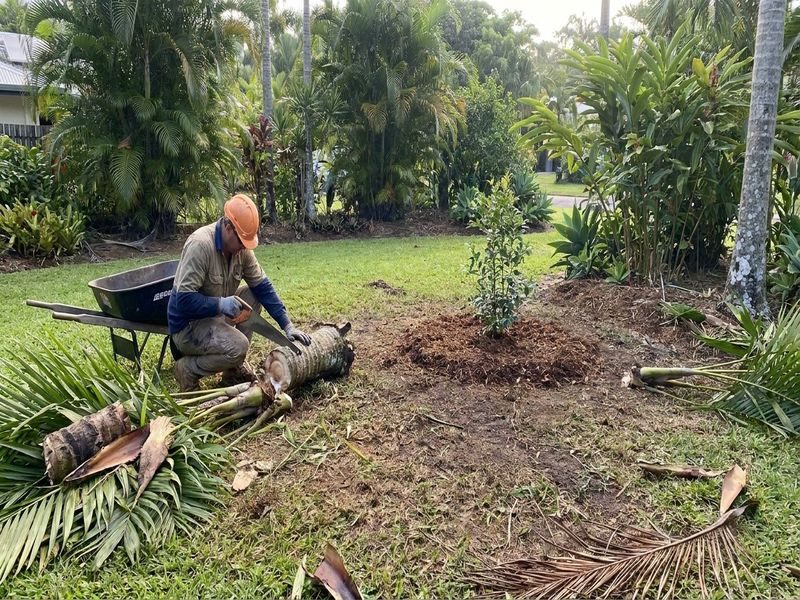 Infected Fruit Tree Removal Cairns Qld