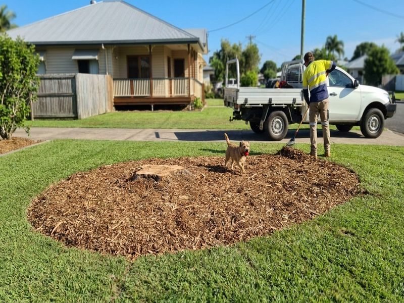 Rotten Trunk Tree Removal Cairns Qld