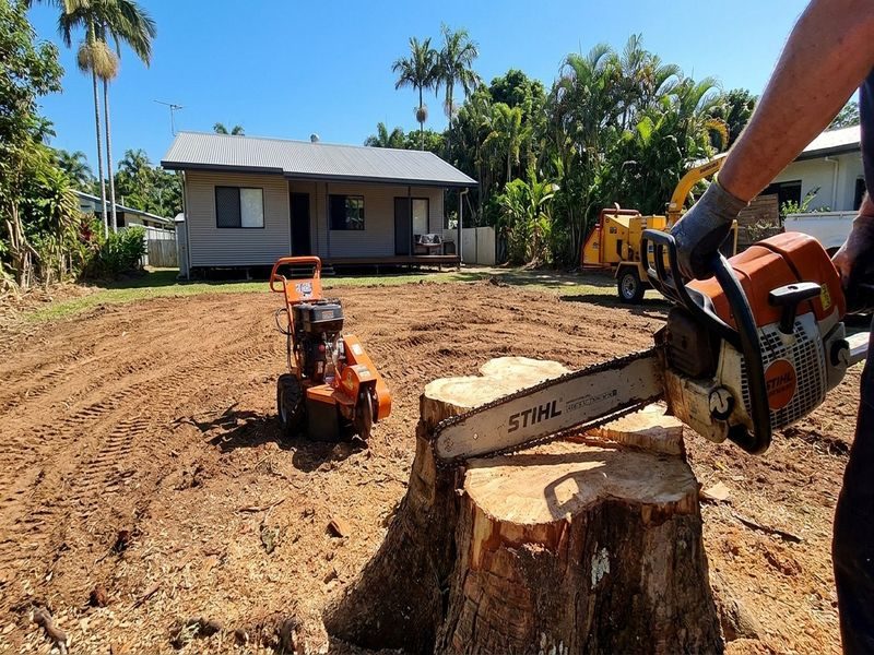 Large Tree Removal Near Cairns Qld