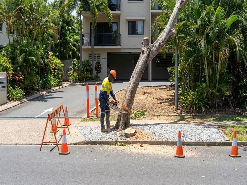 Cairns Qld Leaning Tree Removal Near