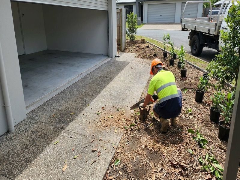 Selective Removal Invasive Trees Cairns Qld