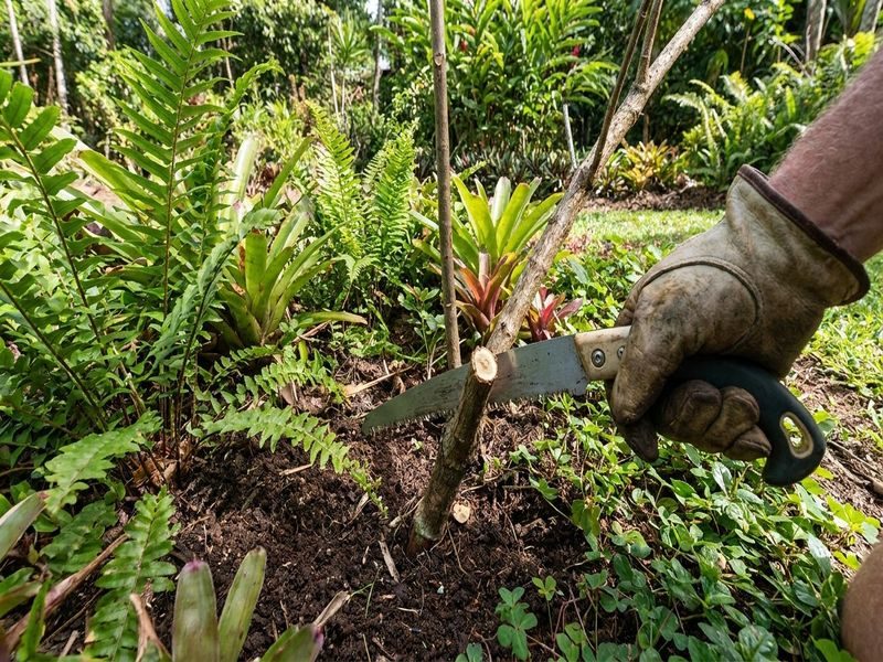 Selective Removal With Tree Cairns Qld