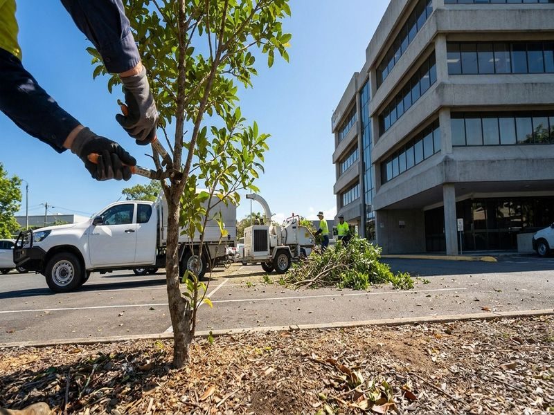 Small Tree Removal Green Cairns Qld